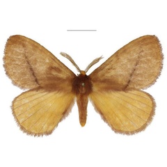 /filer/webapps/moths/media/images/G/giganteus_Epijana_AM_ANHRT.jpg