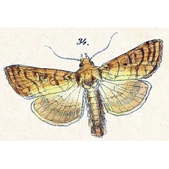 /filer/webapps/moths/media/images/A/ablusa_Plusia_HT_Felder_1874_110-34.jpg
