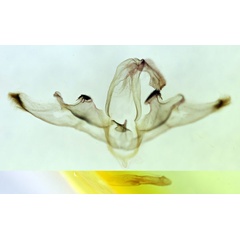 /filer/webapps/moths/media/images/O/orientalis_Marcipa_GMHT_BMNH_7737.jpg