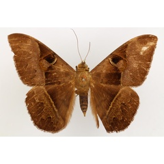 /filer/webapps/moths/media/images/L/limacina_Cyligramma_AM_TMSA_02.jpg