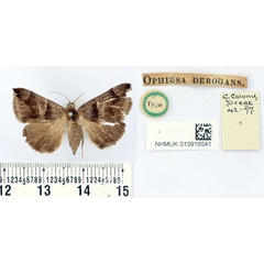 /filer/webapps/moths/media/images/D/derogans_Ophiusa_HT_BMNH.jpg