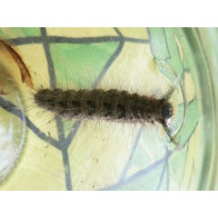 /filer/webapps/moths/media/images/P/pyriphlecta_Chrysopsyche_C_Ervine_02.jpg