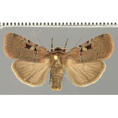 /filer/webapps/moths/media/images/G/gaedei_Ochropleura_AM_Fiebig_02.jpg