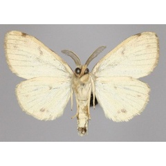 /filer/webapps/moths/media/images/P/palea_Orana_AM_Golovizinb.jpg