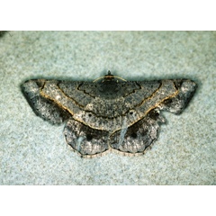 /filer/webapps/moths/media/images/C/costiguttata_Chiasmia_A_Roland_01.jpg