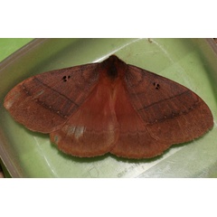 /filer/webapps/moths/media/images/R/rhodoptera_Rhodopteriana_A_Roland_01.jpg