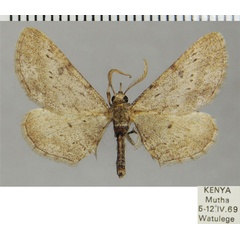 /filer/webapps/moths/media/images/S/subalbata_Pachypalpella_AM_ZSMa.jpg