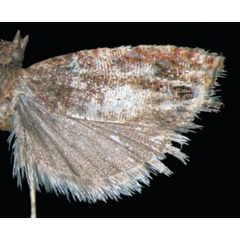 /filer/webapps/moths/media/images/S/separata_Coniostola_HT_Trematerra.jpg