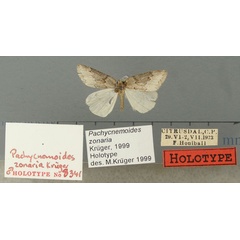 /filer/webapps/moths/media/images/Z/zonaria_Pachycnemoides_HT_TMSA.jpg