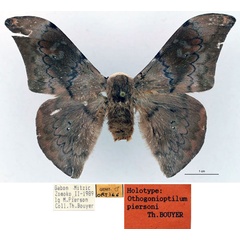 /filer/webapps/moths/media/images/P/piersoni_Orthogonioptilum_HT_RBINS_01.jpg