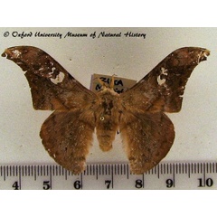 /filer/webapps/moths/media/images/L/luminosa_Orthogonioptilum_AM_OUMNH.jpg