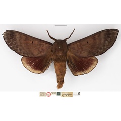 /filer/webapps/moths/media/images/G/griseocincta_Gonometa_HT_NHMUK.jpg