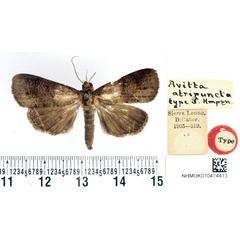 /filer/webapps/moths/media/images/A/atripuncta_Avitta_HT_BMNH.jpg