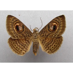 /filer/webapps/moths/media/images/P/pretiosissima_Calliodes_A_Baron.jpg