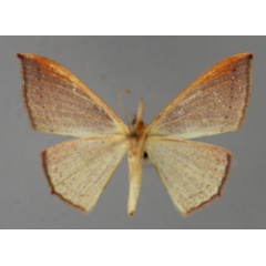 /filer/webapps/moths/media/images/A/atroviridata_Traminda_A_ZSM_02.jpg