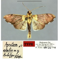 /filer/webapps/moths/media/images/A/atalis_Agrotera_HT_MNHN.jpg