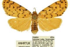 Siccia smithi