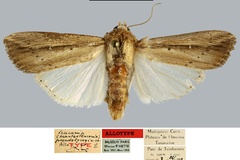 Leucania pseudoloreyi