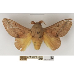 /filer/webapps/moths/media/images/P/pallens_Pallastica_AM_NHMUK.jpg