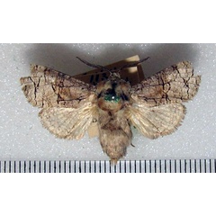 /filer/webapps/moths/media/images/T/terebroides_Brachelia_A_HDOU.jpg