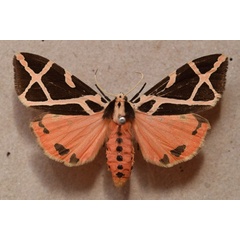 /filer/webapps/moths/media/images/E/ellioti_Seydelia_A_Butler_02.jpg