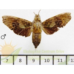 /filer/webapps/moths/media/images/N/neglecta_Hypaedalea_AM_SMCR.jpg