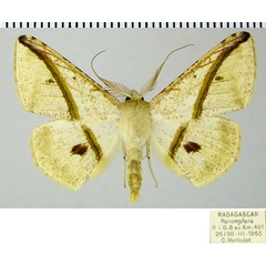 /filer/webapps/moths/media/images/B/barychorda_Psilocerea_AM_ZSMa.jpg