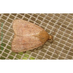 /filer/webapps/moths/media/images/A/arcuata_Maurilia_A_Bippus.jpg