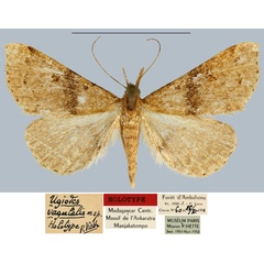 /filer/webapps/moths/media/images/V/vagulalis_Ugiodes_HT_MNHN.jpg