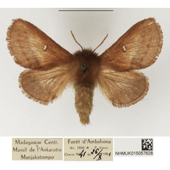 /filer/webapps/moths/media/images/A/affinis_Eupagopteryx_AF_NHMUK_01.jpg