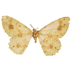 /filer/webapps/moths/media/images/A/argillacea_Alcis_HT_BMNH.jpg