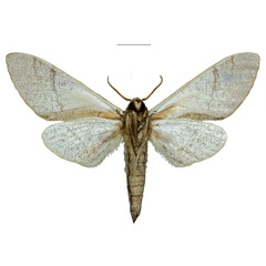 /filer/webapps/moths/media/images/O/oatesorum_Neoclanis_HT_EMEMb.jpg
