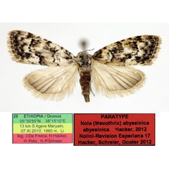/filer/webapps/moths/media/images/A/abyssinica_Nola_PTF_Aulombard_02.jpg