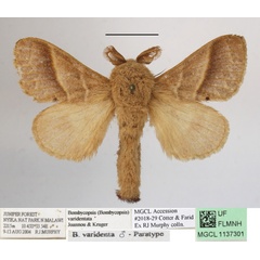 /filer/webapps/moths/media/images/V/varidentata_Bombycopsis_AM_MGCLa_01.JPG