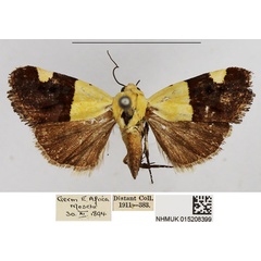 /filer/webapps/moths/media/images/H/hemixanthia_Emmelia_AM_NHMUK.jpg