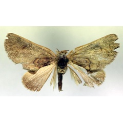 /filer/webapps/moths/media/images/A/atalanta_Plusiocalpe_A_RMCA.jpg