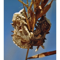 /filer/webapps/moths/media/images/M/myxa_Odontocheilopteryx_A_Roland_01.jpg