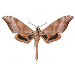 /filer/webapps/moths/media/images/G/grandidieri_Pseudoclanis_AM_EMEM.jpg