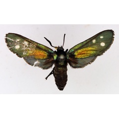 /filer/webapps/moths/media/images/S/scintillans_Lamprochrysa_AF_TMSA.jpg