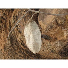 /filer/webapps/moths/media/images/B/bauhiniae_Epiphora_P_Goff_01.jpg