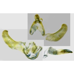 /filer/webapps/moths/media/images/B/barbata_Lecithocera_GMHT_RMCA.jpg