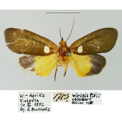 /filer/webapps/moths/media/images/V/viridis_Caryatis_ST_ZMHB.jpg