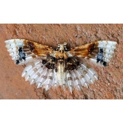 /filer/webapps/moths/media/images/P/phanerarcha_Alucita_A_Voaden.jpg