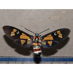 /filer/webapps/moths/media/images/L/lethe_Euchromia_A_Goff_02.jpg