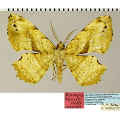 /filer/webapps/moths/media/images/K/karischi_Xenimpia_HT_ZSMa.jpg