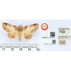 /filer/webapps/moths/media/images/V/vinsonii_Homoptera_HT_BMNH.jpg