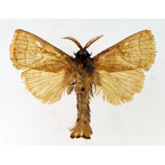 /filer/webapps/moths/media/images/D/dialeuca_Metarbela_AM_TMSA_01.jpg