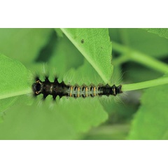/filer/webapps/moths/media/images/I/imitans_Grellada_L1_Ihle.jpg