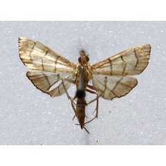 /filer/webapps/moths/media/images/L/latimarginalis_Syngamia_A_Goff_02.jpg