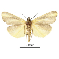 /filer/webapps/moths/media/images/A/aurantifascia_Conotalis_AM_ANHRTb.JPG